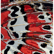 The Monarch | Tappeto annodato a mano in lana tibetana